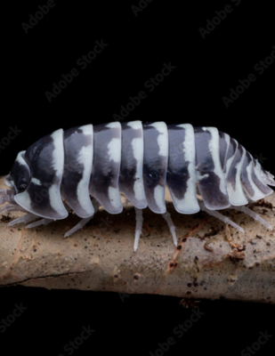 Armadillidium maculatum "zebra" Isopod